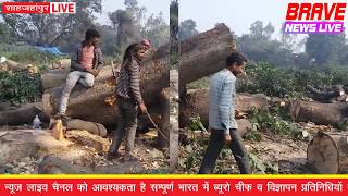 शाहजहांपुर : डीएफओ हरे आम के वृक्षों का परमिट देकर हरियाली से कर रहे खिलवाड़ - BRAVE NEWS LIVE