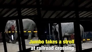 How a Jumbo takes stroll at railroad crossing