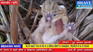बहराइच। खेत में मिले तेंदुए के 5 नवजात बच्चे, देखने को लोगों की लगी भीड़ - BRAVE NEWS LIVE