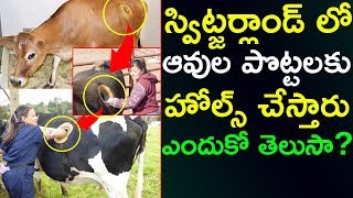 Switzerland Farmers Drilling Holes In The Stomachs Of Cows | Top Telugu TV