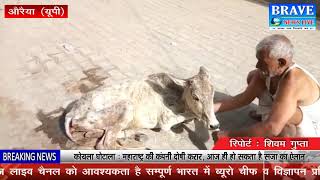 औरैया। गौरक्षक के राज में गाय बेसहारा।। पत्रकार सुरक्षा कानून लागू किये जाने की मांग