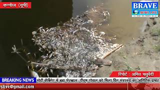 कन्नौज। गंगा के जहरीले पानी ने लाखों की संख्या में मछलियों की ले ली जान - BRAVE NEWS LIVE