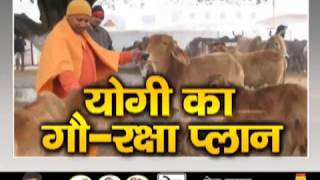 गायों पर मेहरबान हुए CM योगी, दिए 100 करोड़