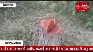 [ Sitarganj ] सितारगंज में लकड़ी माफिया बेखौफ होकर जंगल में अवैध कटाई कर रहे