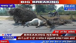 Shahjahanpur | ट्रक ने मारी बैलगाड़ी में टक्कर, एक बैल की मौके पर दर्दनाक मौत-BRAVE NEWS LIVE