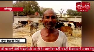[ Jaunpur ] जौनपुर में आवारा पशुओं के कारण किसानों की फसल चौपट हो रही / THE NEWS INDIA