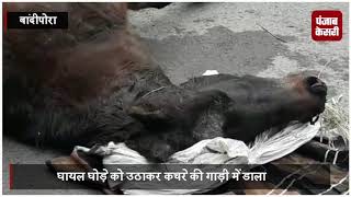 बांदीपोरा में मर गई इंसानियत ! ...सड़क पर तड़पते घोड़े को उठाकर कचरे में फेंका