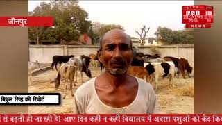 [ Jaunpur ] जौनपुर में आवारा पशुओं के कारण किसानों की फसलें चौपट हो रही