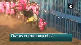 Traditional bull-taming event 'Jallikattu' begins in Madurai