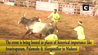 Jallikattu 2019: Traditional bull taming fest enters day 2