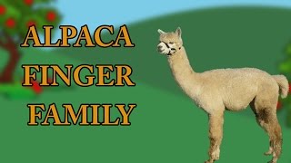 Alpaca Finger Family | Animal Finger Family