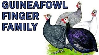 Guinea Fowl Finger Family | Bird Finger Family