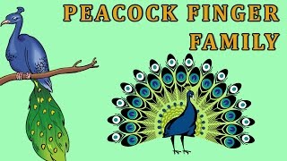 Peacock | Animal Finger Family