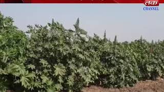 Jamnagar - Winter crop less sowing