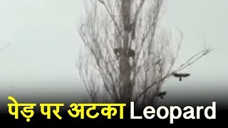 शिकार की फिराक में पेड़ पर अटका Leopard, Wild life विभाग के छूटे पसीने