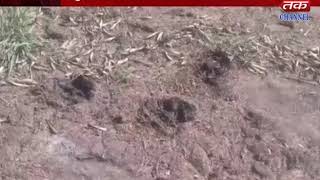 Keshod - Wildlife footprints have been found