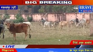Shahjahanpur | परेशान होकर सैकड़ों गायों को स्वास्थ्य में इकट्ठा कर बाहर से की तालाबंदी