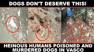 Dogs Don't Deserve This! Heinous Humans Poisoned and Murdered Dogs in Vasco