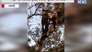 पेड़ पर लटका हुआ मिला युवक का शव || ANV NEWS HIMACHAL