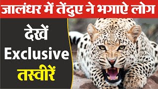 Jalandhar में leopard, लोगों में मची भगदड़