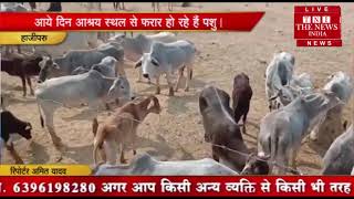 [ Ghazipur ] गाजीपुर में नगर के अन्ना मवेशियों के पशु आश्रय स्थल पर 500 से अधिक मवेशी बन्द