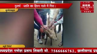 [  Bulandshahr ] बुलन्दशहर में हिरन कुत्तों से बचनें के चक्कर में नाले में जा गिरा / THE NEWS INDIA