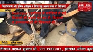 Hamirpur ] हमीरपुर में मवेशियों ने कई किसानो की फसले चट कर दी, किसानो ने अव्यवस्थाओं की शिकायतें की