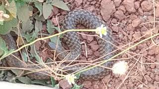 Snake without Poison.