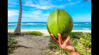 माँ वैष्णो देवी को नारियल चढ़ाते हैं क्यों की ये शास्त्रों के अनुसार श्री फल है अमृत फल है।