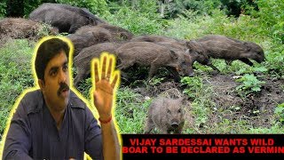 Vijay Sardessai Wants Wild Boar To Be Declared Vermin