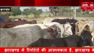 [ Jharkhand ] मुंडमाला में ग्रामीणों ने मवेशी को पकड़कर राजमहल थाना प्रशासन को सौंपा