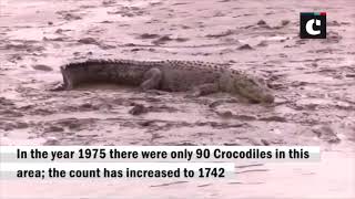 Visit Bhitarkanika National Park in Odisha to witness world’s largest white crocodiles