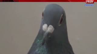 Bhuj - Pigeon was found in the Chinese language text