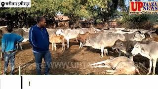 हमीरपुर में भूख प्यास से तड़प तड़प कर दम तोड़ती अन्ना गायें