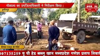 [ Hamirpur ] जिले के कस्बा सरीला की अस्थाई गौशाला में भूख  प्यास से पशु मर रहे
