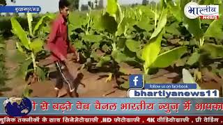 गुस्साए किसानों ने अपनी केला फसल को काटते हुऐ भडास भरा वीडियो वायरल किया-www.bhartiya.news