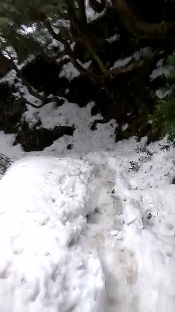 Snowfall On the way to triund