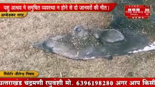 [ Ambedkar Nagar ] गौशाला में उचित व्यवस्था न होने के कारण दो जानवरों ने दम तोड़ दिया