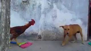 Dog and Cock FIGHT