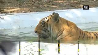 Zoo Makes Special Arrangements for Animals in Surat