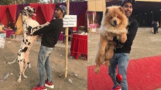 International Dog Show - 1st Time In India
