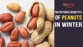Watch Nutritious Benefits of Peanuts in Winter