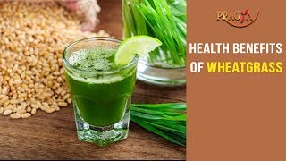 Watch Importance of Wheatgrass for Good Health