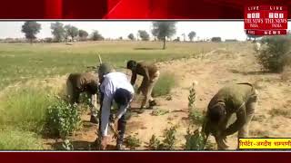 [ Rajasthan ] पल्ली में अफीम की खेती पकड़ी, 108 पौधे बरामद / THE NEWS INDIA
