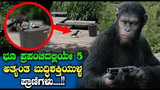 5 Most Intelligent Animals On Earth | Top Kannada TV