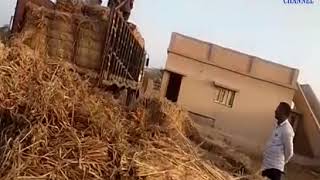 Kachchh : Grass  is distributed by Adani Cement Company