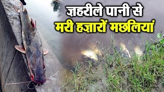 Breaking : Beas के बाद अब Nangal में हजारों मछलियों की मौत