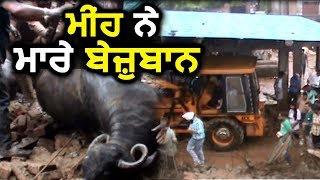 Ludhiana: Dairy की छत गिरने से दर्जन भर पशुओं की मौत, कई जख्मी