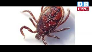 DB LIVE | 29 SEPTEMBER 2016 | Scrub typhus claims 24 deaths in HP