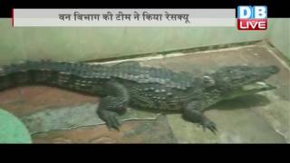 DBLIVE | 18 October 2016 | Crocodile rescued from bathroom in Vadodara